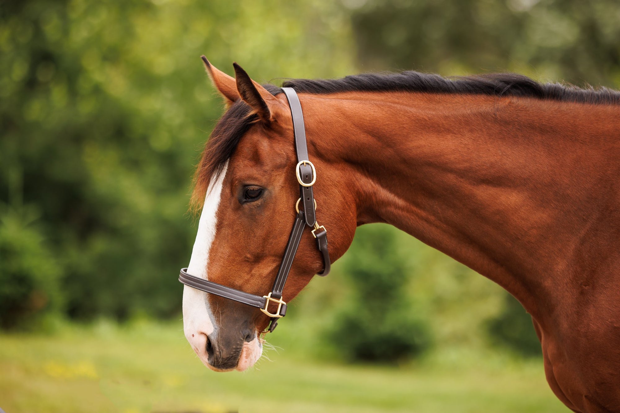 Brydalworx Triple Stitch Leather Halter Fixed Noseband