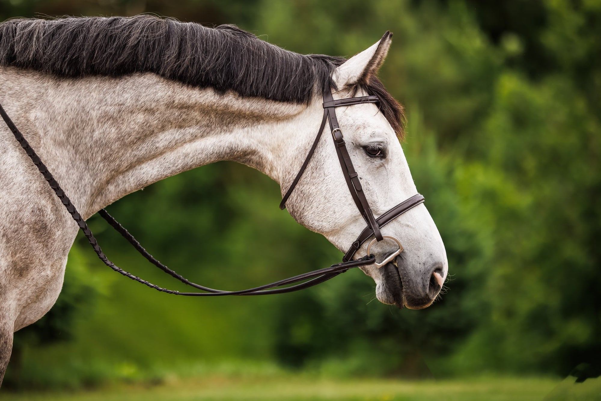 Brydalworx Hunter Bridle