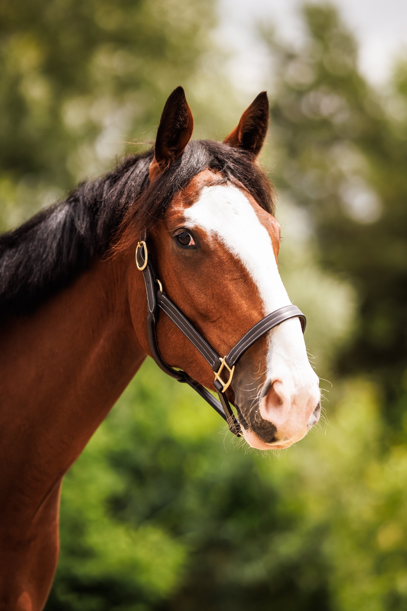 Brydalworx Triple Stitch Leather Halter Fixed Noseband