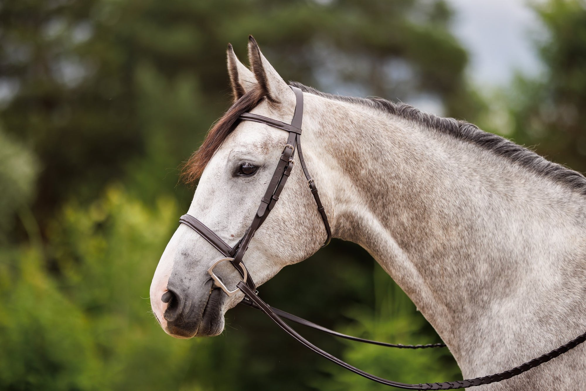 Brydalworx Hunter Bridle